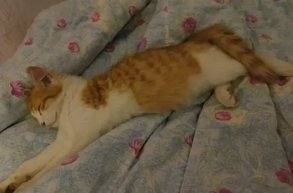 Пропала кошка, улица Клименко, 29/1, Новокузнецк - бело-рыжий цвет - photo