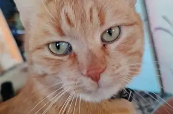 Пропал кот, Тула, Тульская область - черный ошейник и кулон с адресом - photo