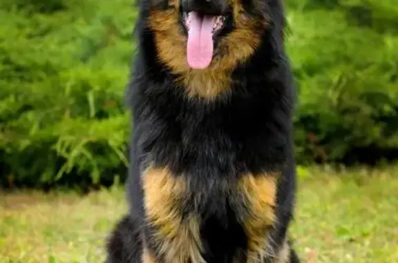 Потерянные животные Прокопьевск, фото: Пропал собака, Прокопьевск, чёрный с рыжими пятнами и ошейником