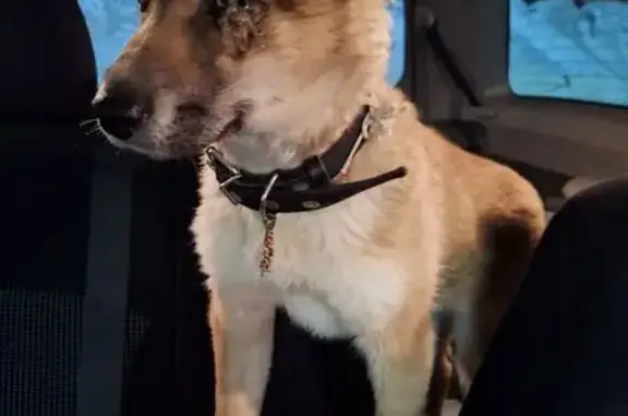 Найдена собака, Карпово, фото: Найдена собака, девочка, 39, Карпово - светло-рыжая с черным ошейником