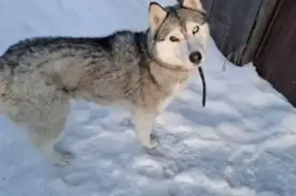 Пропала собака, Уриковское сельское поселение, Иркутская область - на морде шрамы от кошачьих лап - photo