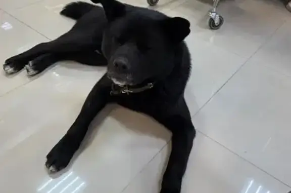 Найденные животные Иркутск, фото: Найден собака, мужской, Улан-Баторская улица, Иркутск - похож на акиту