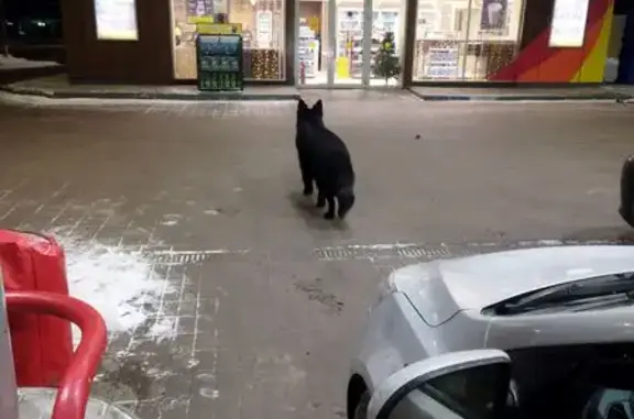Найдена собака, Курск, фото: Найдена собака, улица Энгельса, городской округ Курск - черная овчарка с черным ошейником
