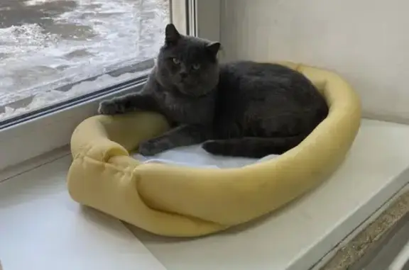 Пропал кот, Профсоюзная улица, 65, Иркутск - серый шотландец - photo