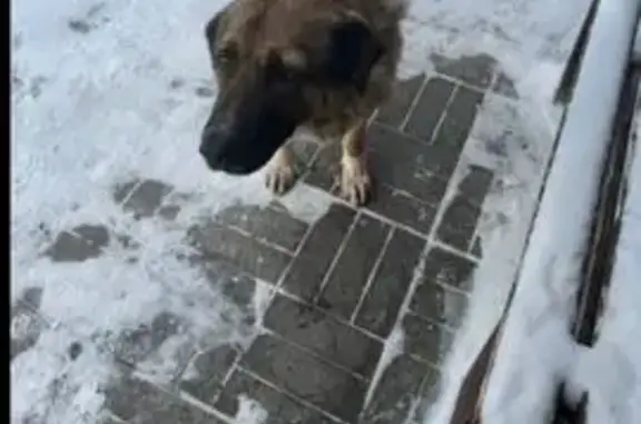 Пропал собака, улица Братьев Глубоковых, 24А, Лопатинo - крупный кобель дворняга - photo