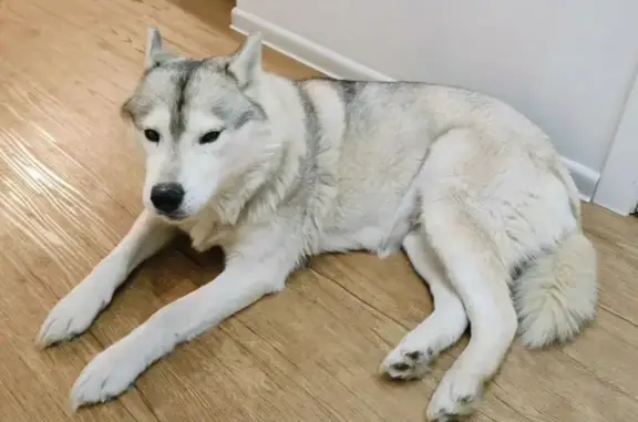 Найдена собака, Новосибирск, фото: Найдена собака хаски, женский пол, улица Державина, 92/2, Новосибирск