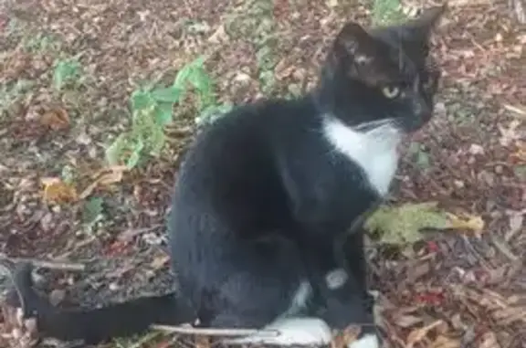 Кошки потеряшки, Жаворонки, фото: Потеряшка кот, Лесная улица, 21, Жаворонки - чёрный с белым окрасом