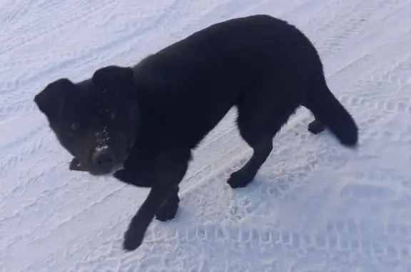Объявления о пропавших и найденных животных, Абакан, фото: Найдена собака, женский пол, СНТ Ивушка, ул. Сиреневая, Абакан