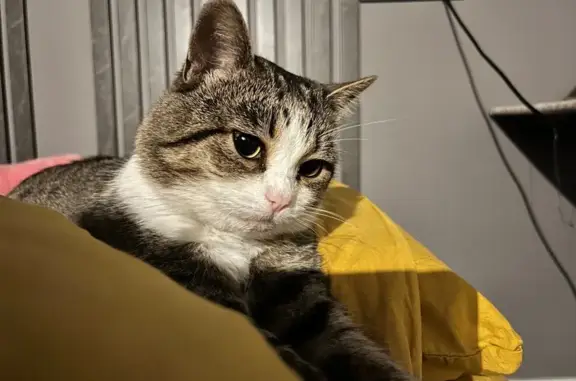 Пропал кот, улица Строителя Николая Шишкина, 5/3, Первомайский - серый с белым окрасом - photo