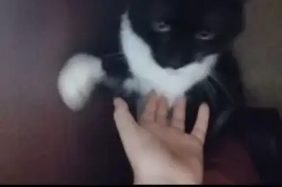 Пропал кот, Советская улица, Зарайск - чёрный с белыми пятнами - photo