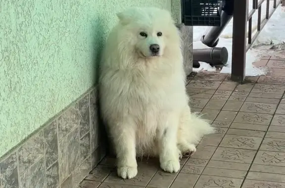 Пропала собака Мальчик, имени 9 Января (rl1136784) - photo