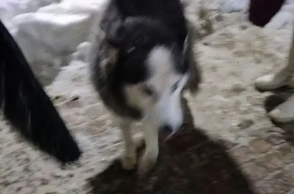 Найдена собака, Саратов, фото: Найдена собака, улица Орджоникидзе, Саратов - порода хаски, без ошейника