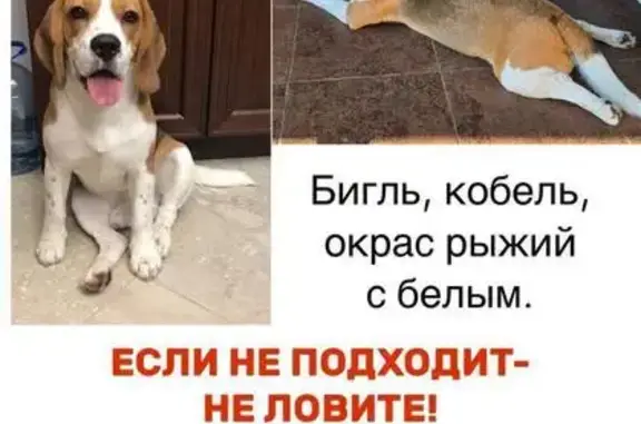 Собаки потеряшки, район Коммунарка, фото: Потеряшка собака, 16А, район Коммунарка - рыжий с белым окрасом