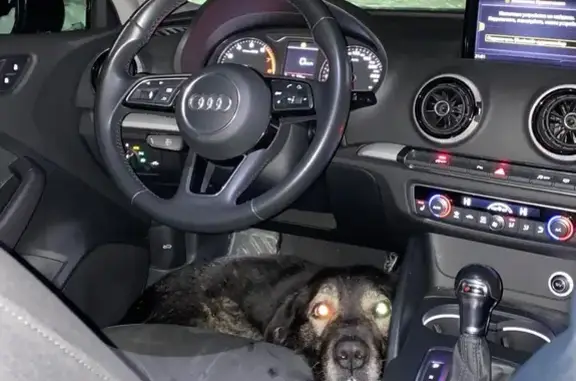 Найдена собака, Пермь, фото: Найдена собака, Пермь, Пермский край - крупная с ошейником