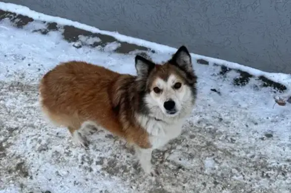 Найдена собака, Ростов-на-Дону, фото: Найдена собака с ошейником, проспект Ленина, 111 к1, Ростов-на-Дону