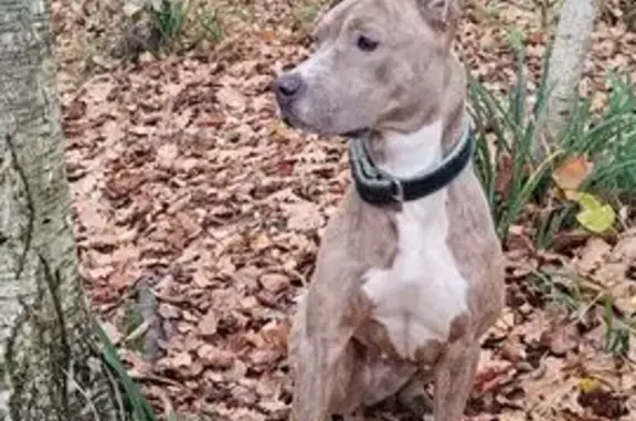 Пропала собака, Светлая улица, 8, Калуга - тигровый окрас, чёрный ошейник - photo