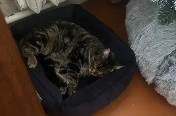 Пропала кошка, Железногорский переулок, 24, Ростов-на-Дону - темно-коричневый окрас с белыми усами - photo