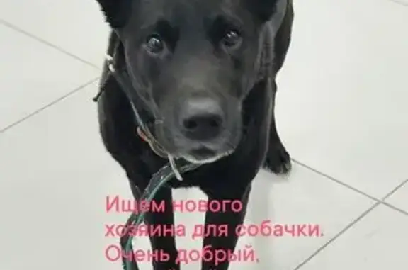 Найдена собака, Самара, фото: Найден собака, Севастопольский переулок, 3, Самара - чёрный, приветливый, с седыми лапками