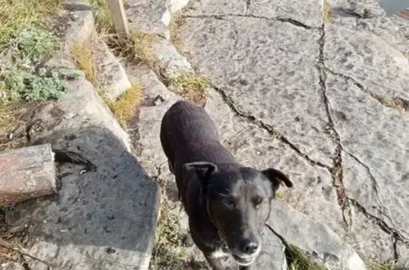 Пропала собака, мужской, улица Солнечная, Сатка - коричневый ошейник, жёлтый чип на ухе - photo