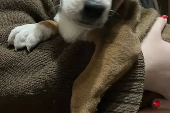 Найдена собака, Железногорск, фото: Найдена собака, улица Энтузиастов, 2/4, Железногорск - щенка подбросили под дверь