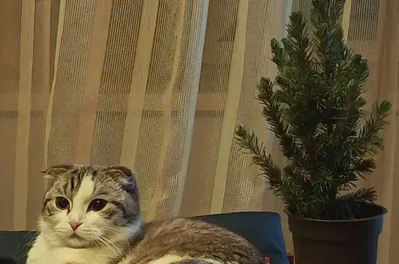 Пропала кошка, 5, Тобольск - photo