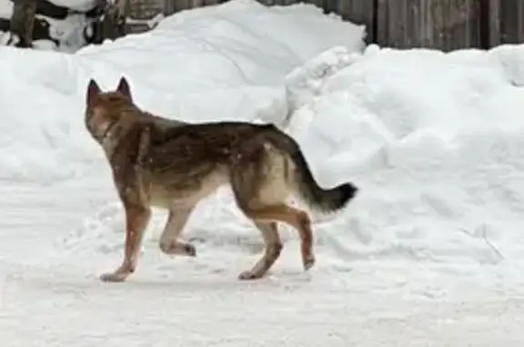 Найдена собака, Лесной, фото: Найдена собака, Советская улица, 231, Лесной - похожа на чехословацкую волчью собаку
