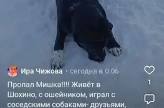 Пропал собака, Шохино, Владимирская область - чёрный с белыми носочками - photo
