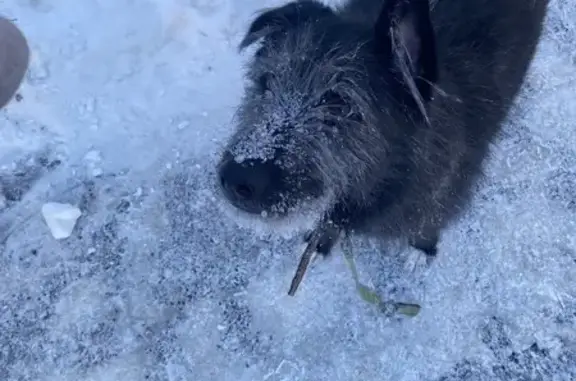 Найдена собака, Ульяновск, фото: Найдена собака, улица 40-летия Победы, 8, Ульяновск - чёрного цвета с ошейником