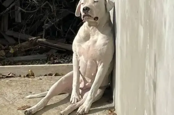 Пропала собака, улица Пушкина, 23, Анапа - аргентинский дог, сука 2 года - photo