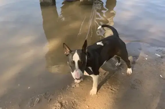 Пропал собака, Пермь, Пермский край - триколор бультерьер с клеймом - photo