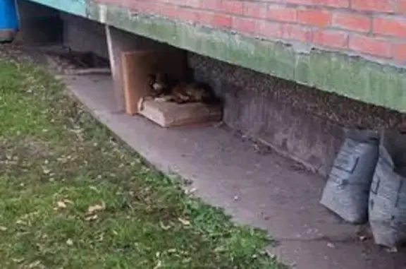 Пропала собака, Саяногорск — Калы — Сабинка, Саяногорск - photo