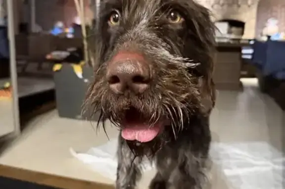 Найдена собака, Воронеж, фото: Найден собака, мужской, Новосибирская улица, Воронеж - очень умная и добрая