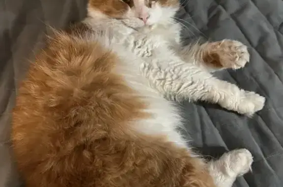 Пропал кот, улица Добровольцев, 22, Санкт-Петербург - выскочил в подъезд - photo