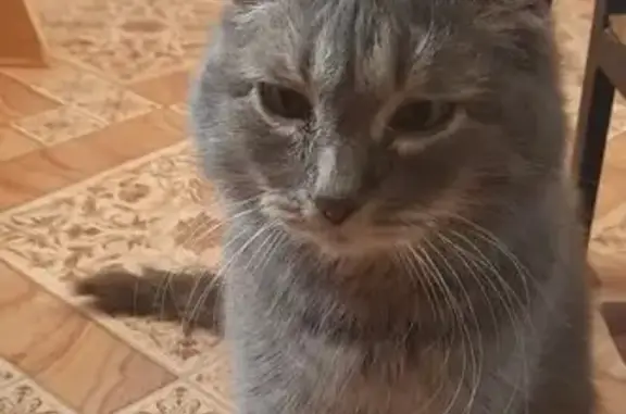 Найденные животные Омутнинск, фото: Найдена кошка, Омутнинск, обмороженное ухо