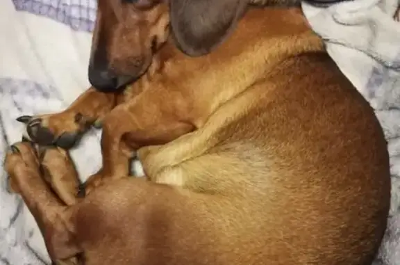 Пропал собака, мужской, Большие Угоны, имени Карла Либкнехта - коричневый окрас - photo