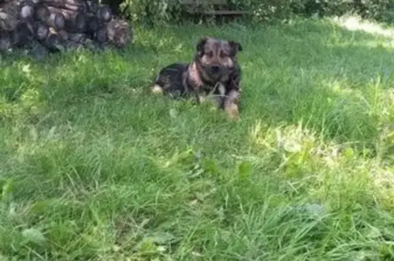 Потерянные животные Коломна, фото: Пропал собака, улица Дзержинского, 85, Коломна - метис крупного размера