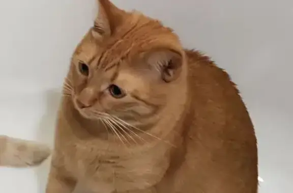 Пропал кот, район Щербинка, Москва - рыжий Шанти и белый Лакшми - photo