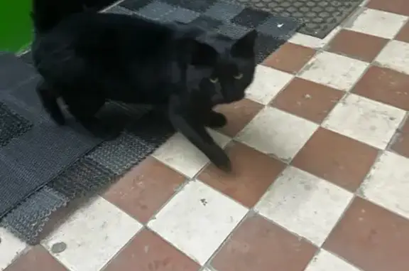 Объявления о пропавших и найденных животных, Дальнее, фото: Найден кот, Садовая улица, 15, Дальнее - полностью черный и крупный