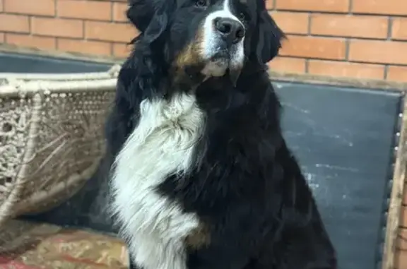 Пропал собака, Бондарная улица, 7, Таганрог - большой пушистый пес - photo