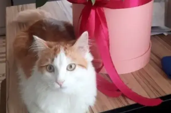 Пропал кот, проезд Чайковского, 1, Владимир - рыжий с белыми грудью и лапами - photo