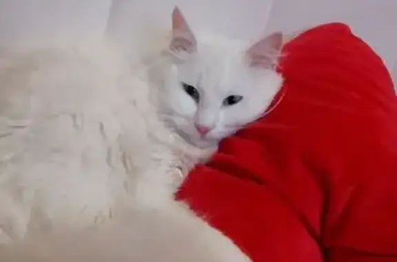 Потерянные животные Великий Новгород, фото: Пропал кот, улица Германа, 28, Великий Новгород - чисто белый с синим ошейником