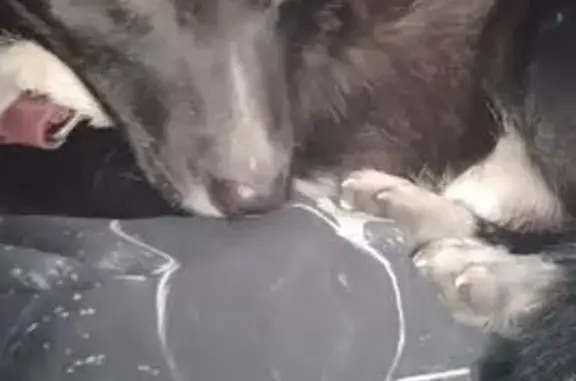 Найдена собака, Омск, фото: Найден щенок, улица 10 лет Октября, Омск