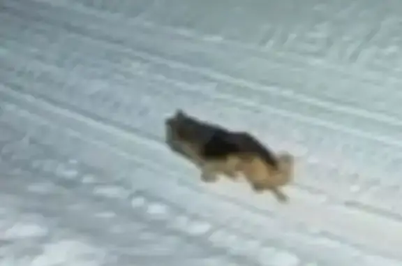 Найдена собака, Журавлево, фото: Найден собака, Журавлёво, Московская область - похож на немецкую овчарку