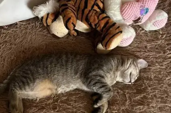 Пропал кот, Центральная улица, Саранск - откликается на «рыжего» - photo