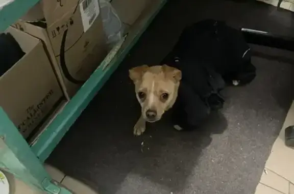 Найдена собака, Уфа, фото: Найдена собака, улица Ивана Франко, Уфа - ухоженная в теплом комбинезоне