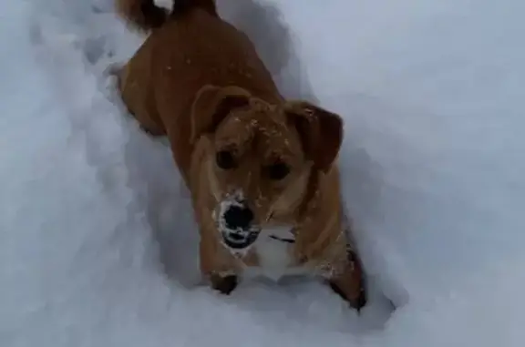 Пропал собака, Калининград - photo