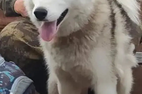 Пропала собака, Варзенга, Костромская область - бело-серый окрас, голубой и карий глаза - photo