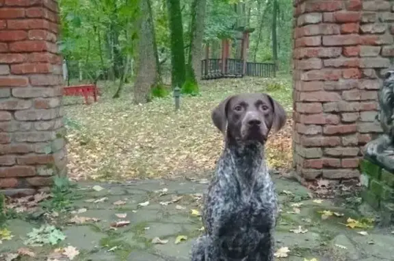 Пропала собака, мужской, Новоживотинновское сельское поселение, Воронежская область - курцхаар с пегим окрасом - photo
