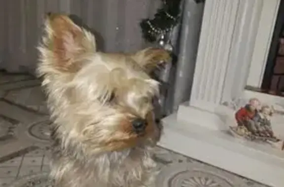 Пропал собака, Кохма, Ивановская область - серый, маленький, пугливый - photo