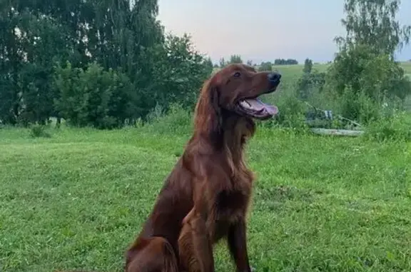 Пропал собака, Выгоничское городское поселение, ирландский сеттер, рыже-красный окрас - photo